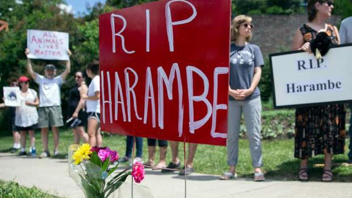 Animal rights activists and mourners gather for a vigil for Harambe the gorilla outside the Cincinnati Zoo on Monday.