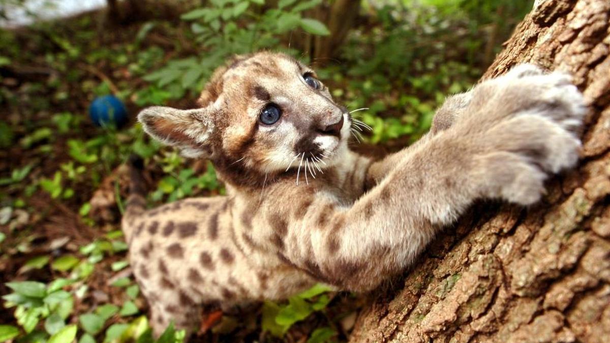 What does the Trump administration have against animals such as this Florida panther cub?