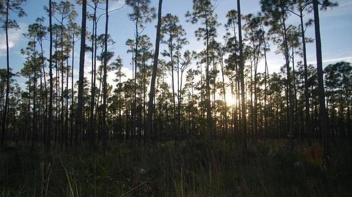 Pine rockland once covered about 185,000 acres of Miami-Dade County but now grows in fragmented tracts on about 2,900 acres.
