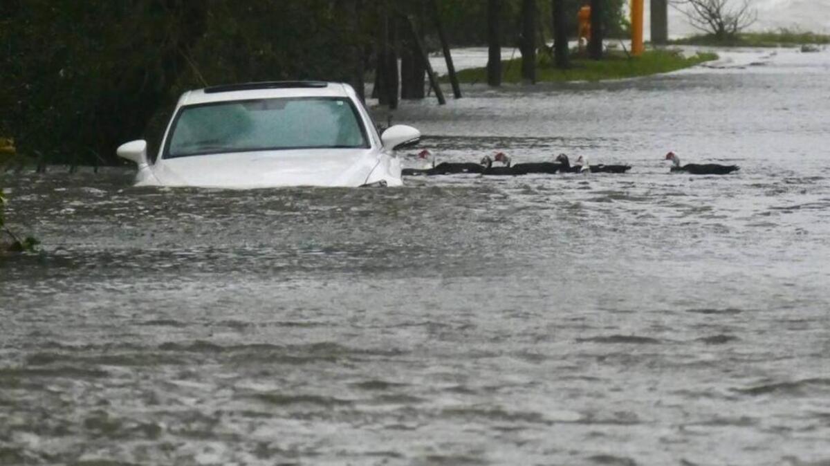 Ducks paddle by a swamped car in Edgewater in Miami as Hurricane Irma’s bands begin to ease on Sept. 10.