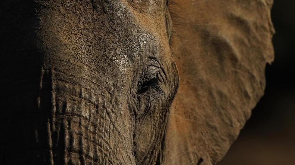 An elephant at the Mashatu game reserve in Mapungubwe, Botswana.