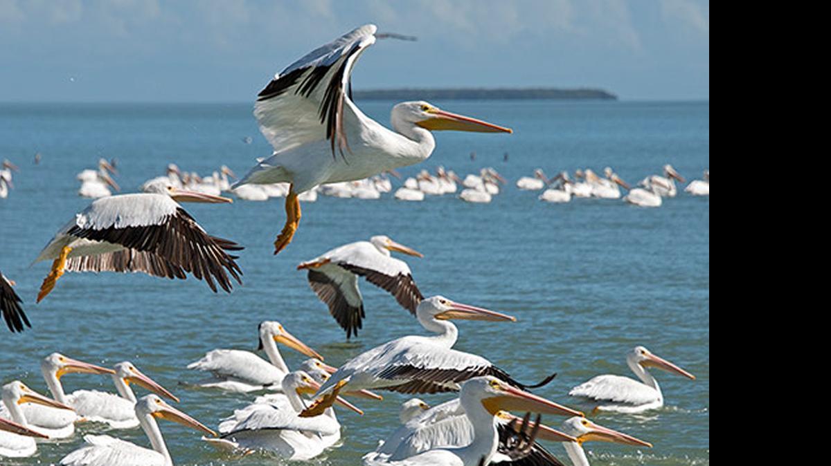 
TAKING FLIGHT: American white pelicans at Everglades National Park.
