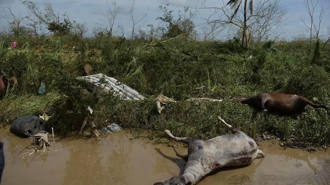 Dead horses lay on the side of the road after the passing of Hurricane Maria.