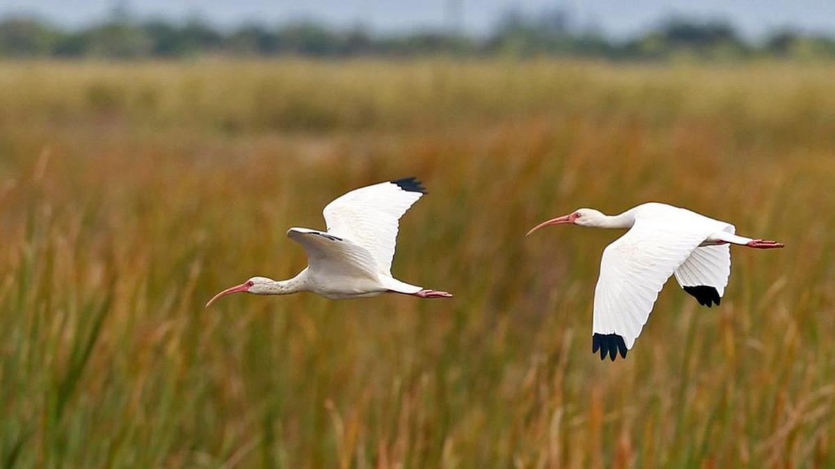 Pair of ibis take wing along a canal in the Everglades. A restoration plan approved by Congress aims to keep the River of Grass healthy.