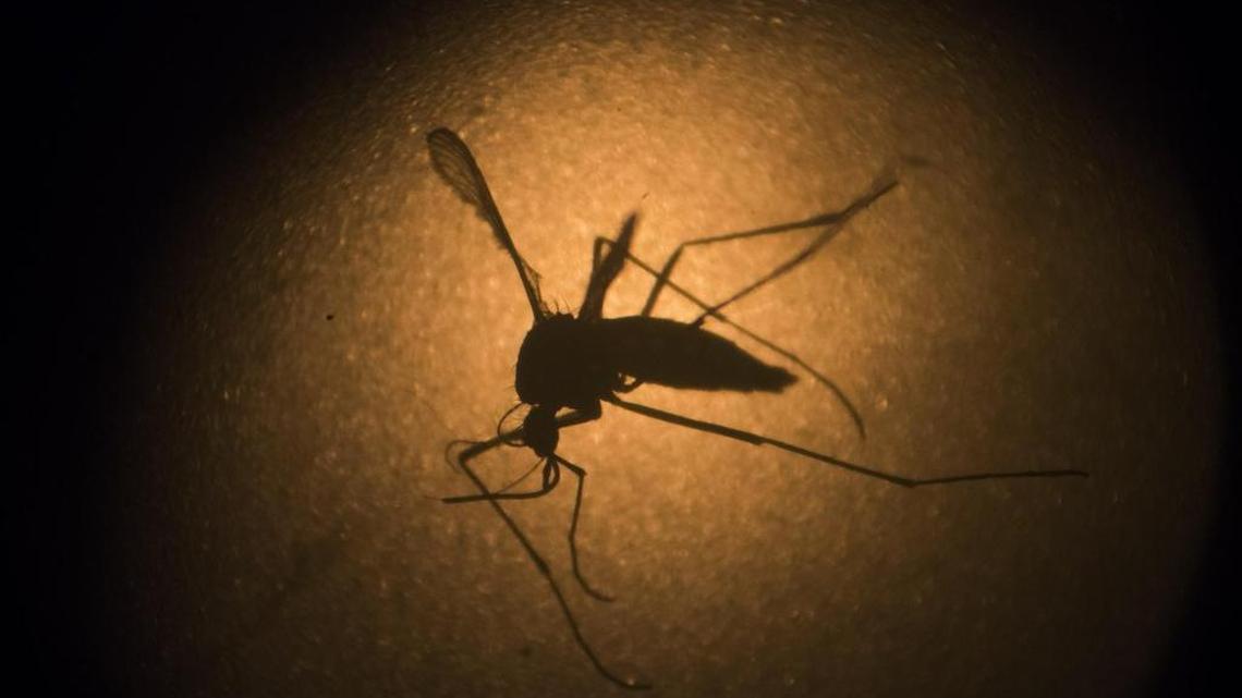 There are more almost 2,000 cases of the mosquito-borne Zika across the United States.