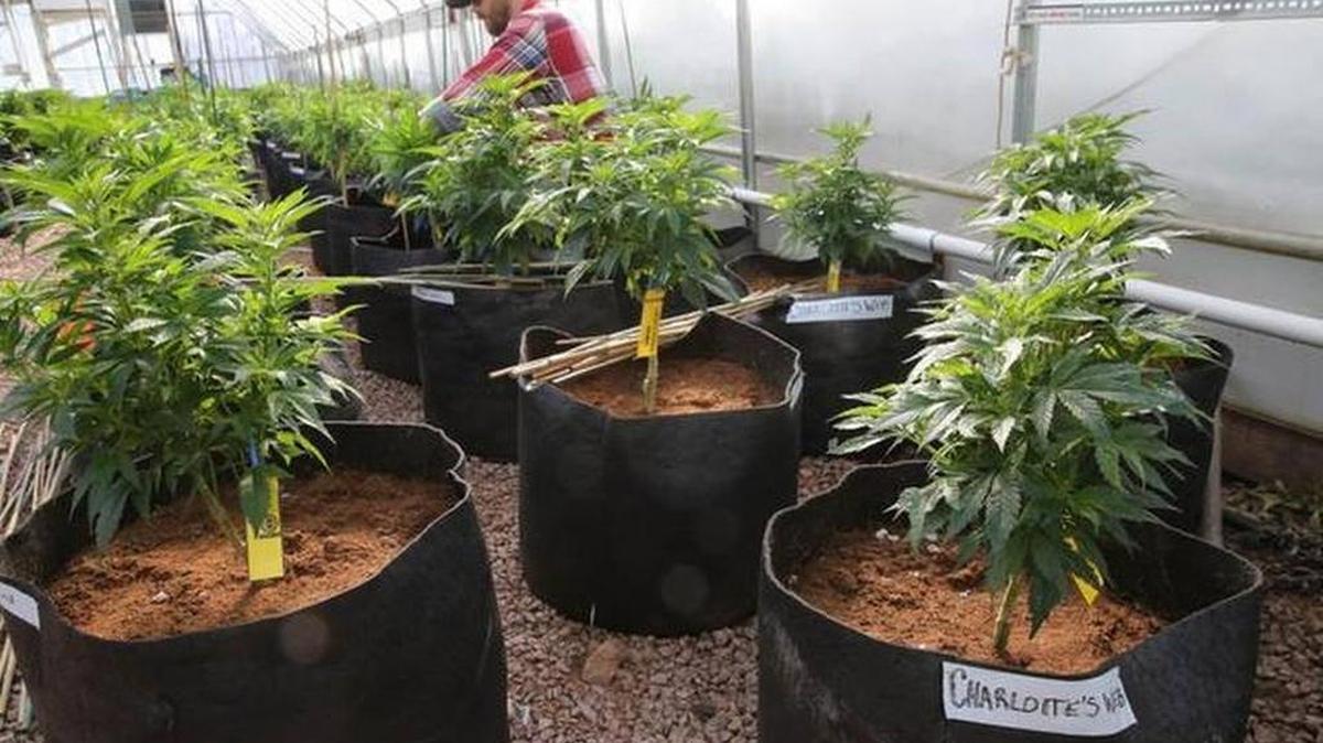 A worker cultivates a special strain of medical marijuana known as Charlotte's Web inside a greenhouse, in a remote spot in the mountains west of Colorado Springs.