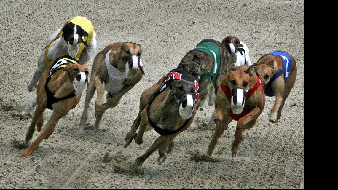 
GREYHOUND RACING: In special session, state legislators may consider a bill that calls for an end to the live greyhound racing mandate and prohibits future permits.
