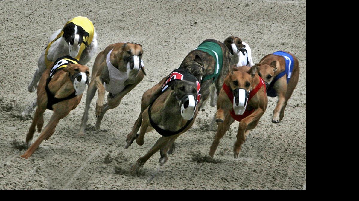 
GREYHOUND RACING: In special session, state legislators may consider a bill that calls for an end to the live greyhound racing mandate and prohibits future permits.
