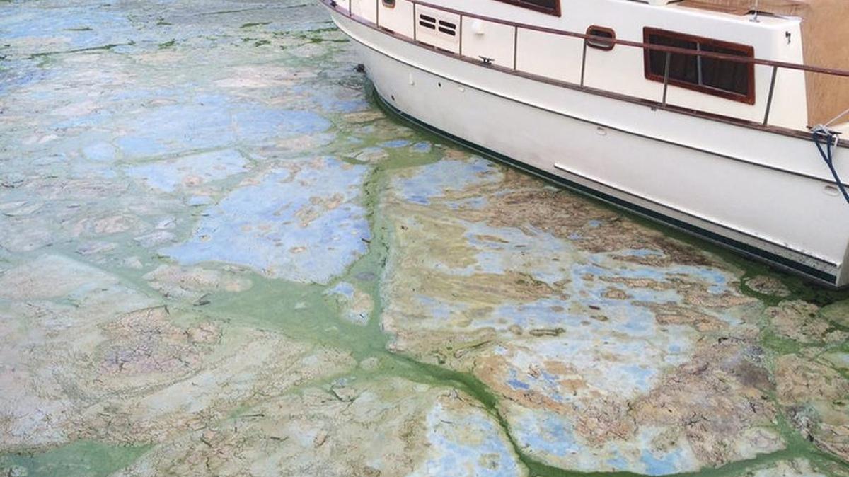 Algae floated on the water the Central Marine boat docks in Stuart.