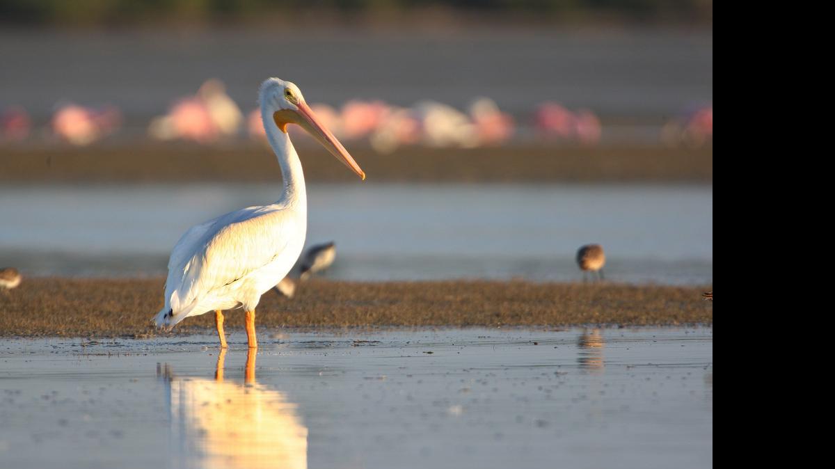 
EVERGLADES: .A white pelican in the shallows of Snake Bight in Everglades National Park.
