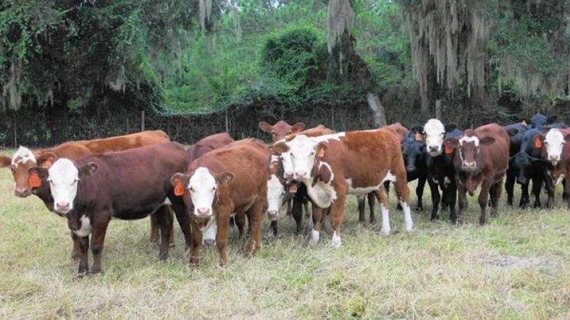 Development is encroaching upon Florida’s cattle ranches.