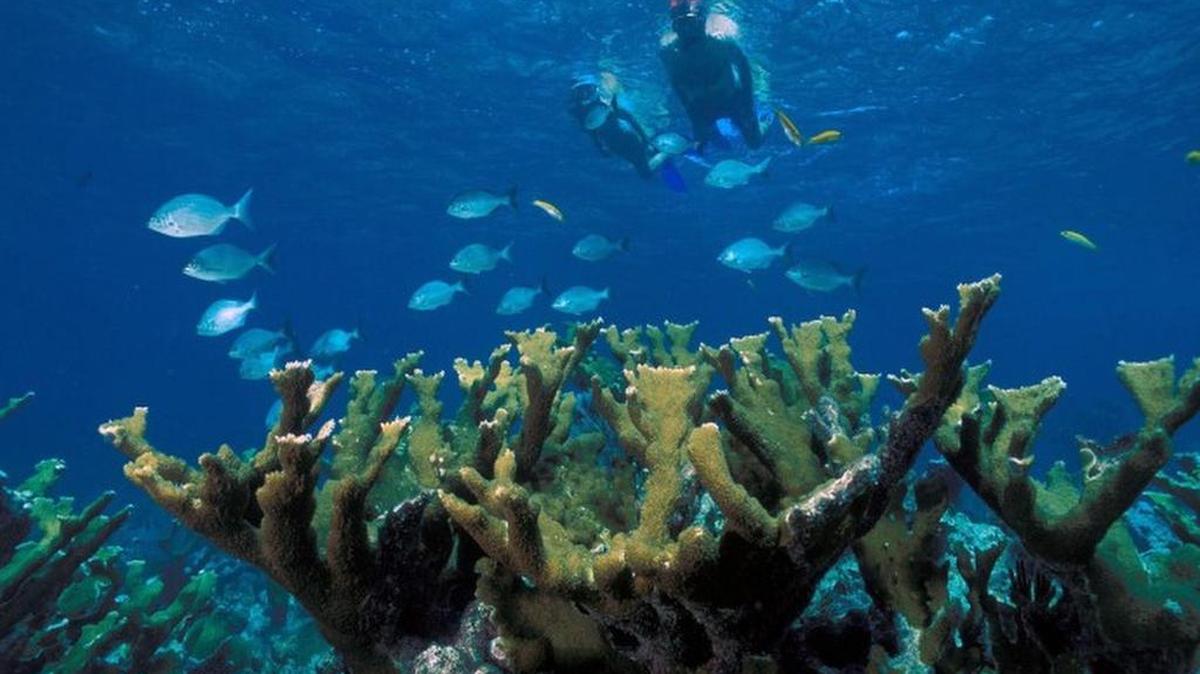 
Snorkelers approach elkhorn coral in Biscayne National Park.
