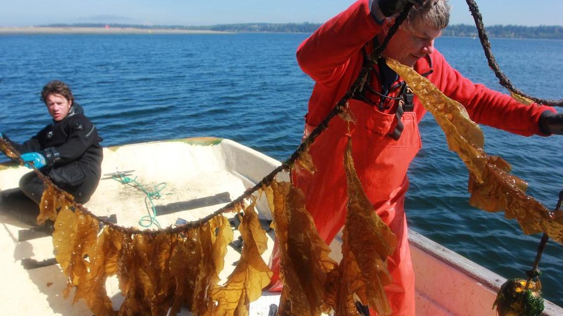 An experiment in Washington State’s Hood Canal tests whether seaweed can take up carbon dioxide to combat ocean acidification.