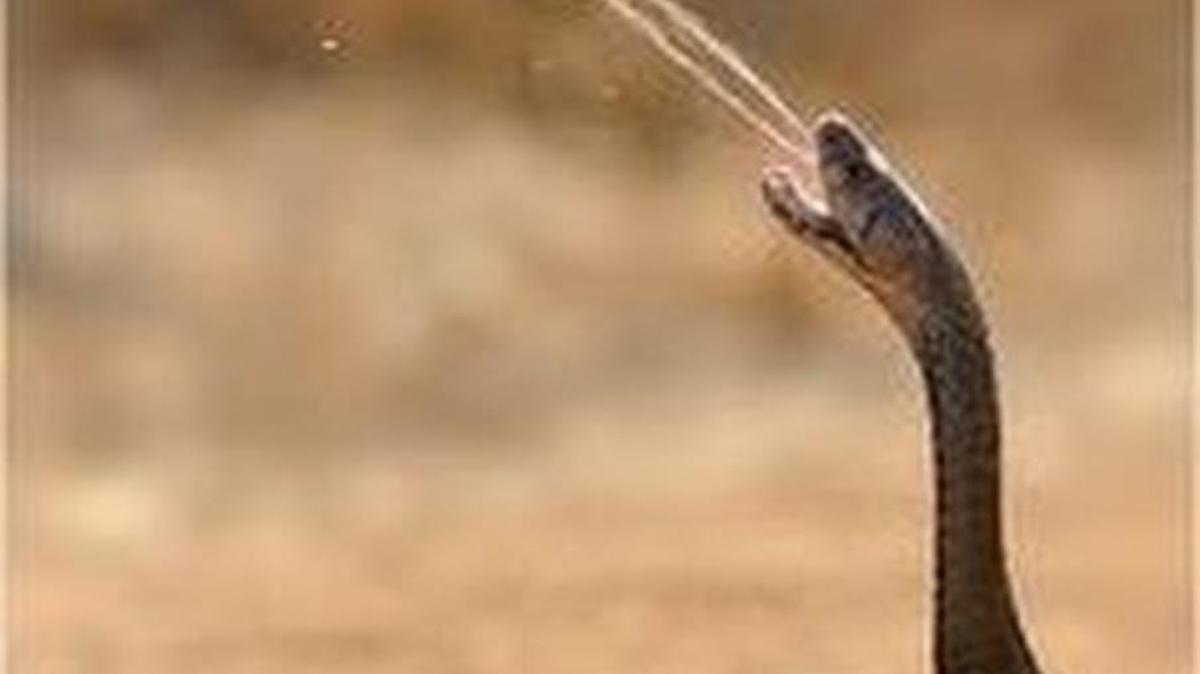 Spitting cobras can project venom from their fangs. A young one escaped from a snakekeeper’s house in Homestead in August.