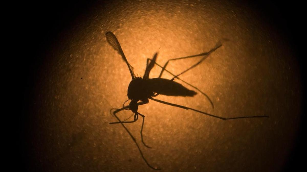 An Aedes aegypti mosquito, responsible for the spread of Zika, photographed through a microscope at the Fiocruz Institute in Recife, Brazil.