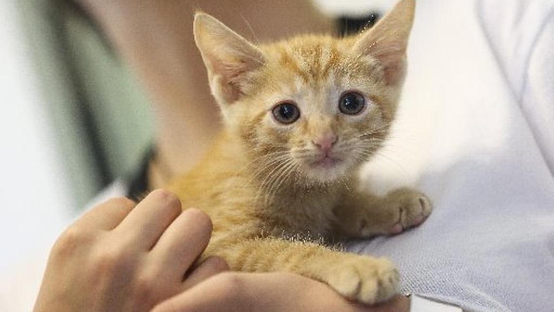 A kitten up for adoption during the grand opening of the Miami-Dade Animal Services shelter in Doral.