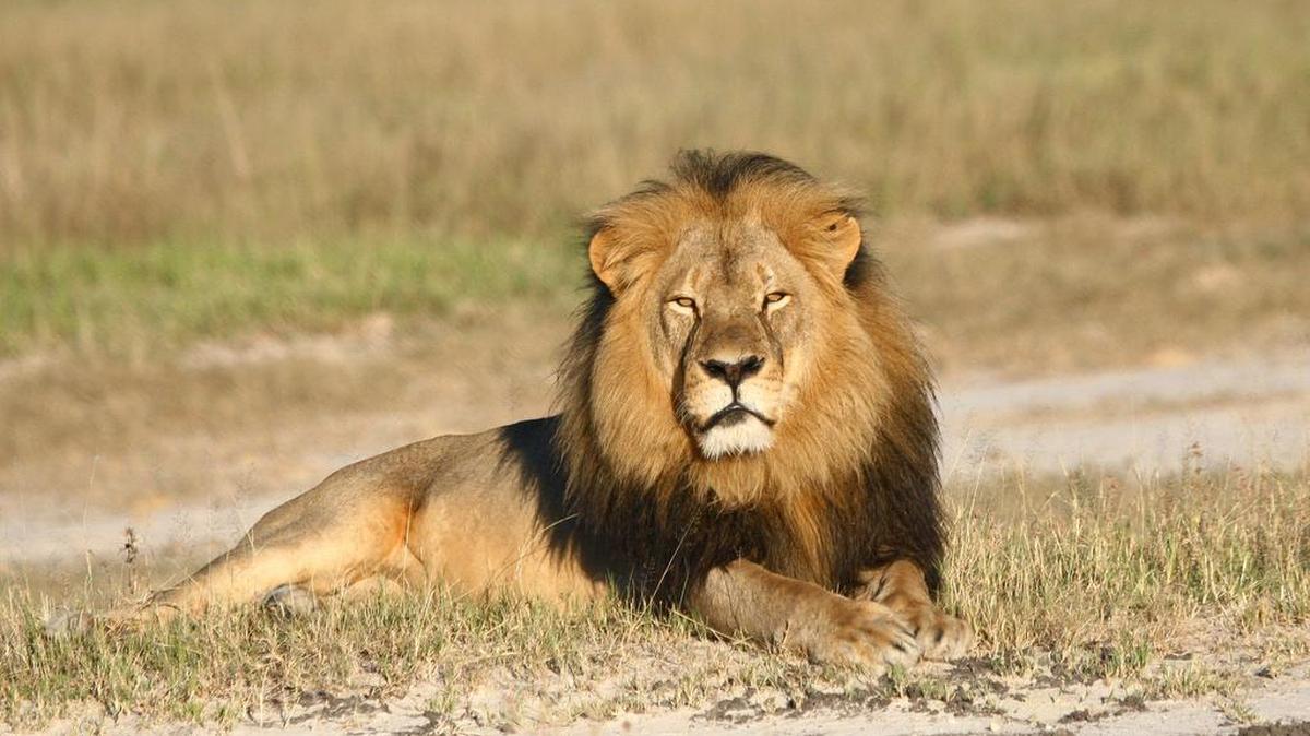 
CECIL THE LION: His killing with a bow and arrow during an illegal hunt in Zimbabwe at the hands of American dentist Walter Palmer has ignited a worldwide firestorm of outrage.

