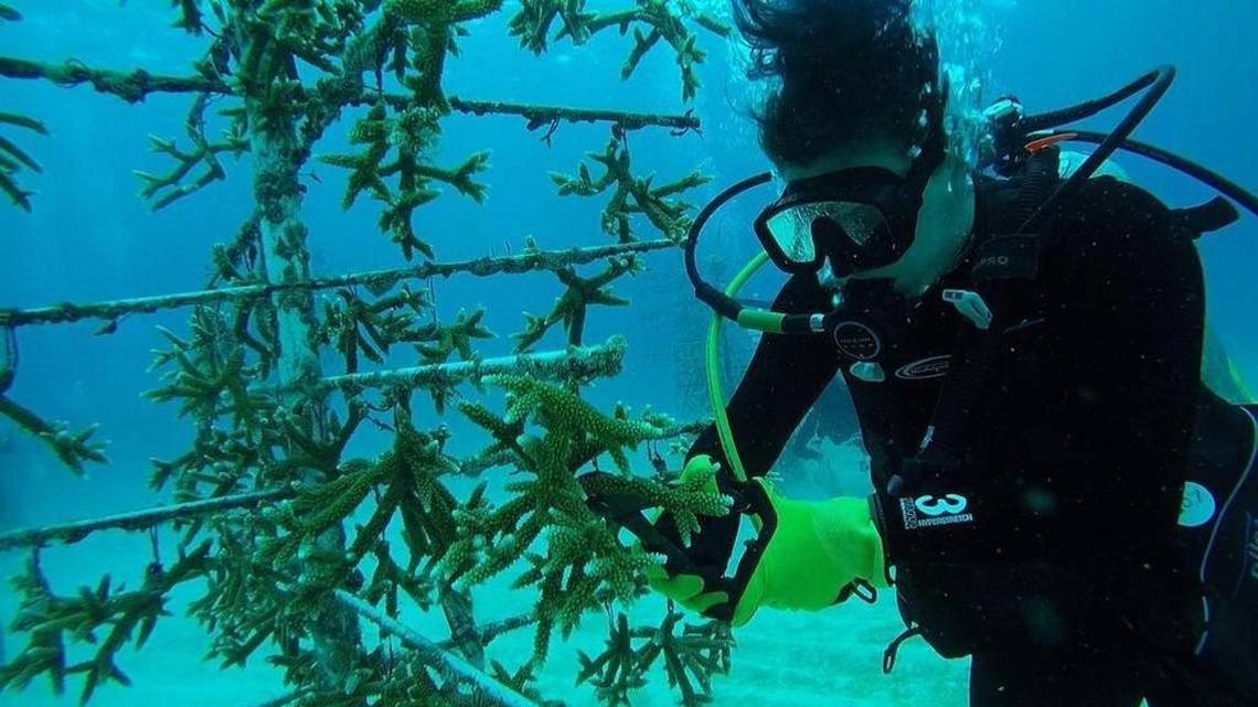 A diver prunes staghorn coral from a University of Miami nursery later transplanted off Key Biscayne as part of UM program to help rebuild South Florida’s ailing reef tract. Photo below: Clear evidence of sickly coral reef.