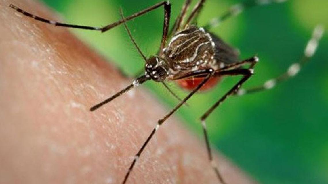 The Aedes aegypti is the same mosquito species that transmits Zika, dengue and chikungunya, viruses all related to yellow fever.