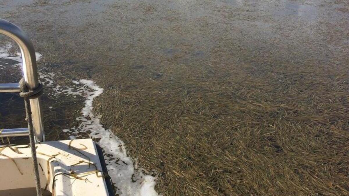 A massive die-off of grass in Florida Bay has state biologists worried that a devastating algae bloom may be coming.