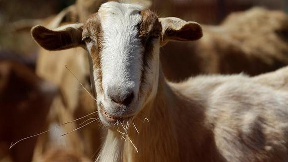A lawmaker recently compared Obamacare to a goat destroying his house.