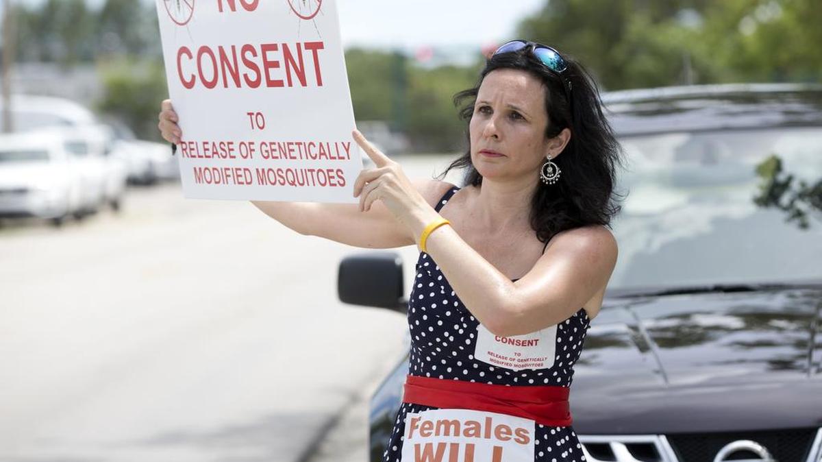 Protestor in Key West demonstrates against using genetically modified mosquitoes to control the spread of the Zika virus.
