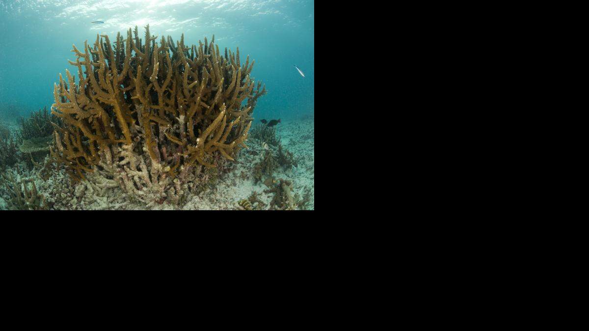 
THREATENED: Staghorn coral is being damaged by the dredging of Biscayne Bay, a lawsuit alleged.
