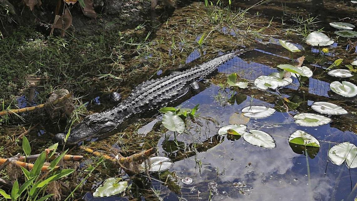 On Tuesday, February 7, 2017 an alligator rest in the water inside a tree island in the Everglades near Tamiami Trail.