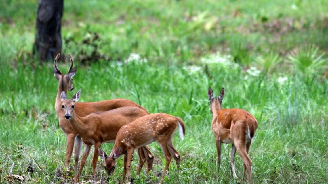 White-tailed deer grazing in Highlands Hammock State Park in Sebring, Fla.
