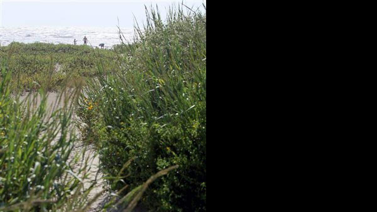 In this Oct. 10, 2014 photo, Park officials are planning new beach walkovers to help protect the dunes at Galveston Island State Park in Galveston, Texas. The walkovers are part of a restoration project funded in part through BP Restoration funds.