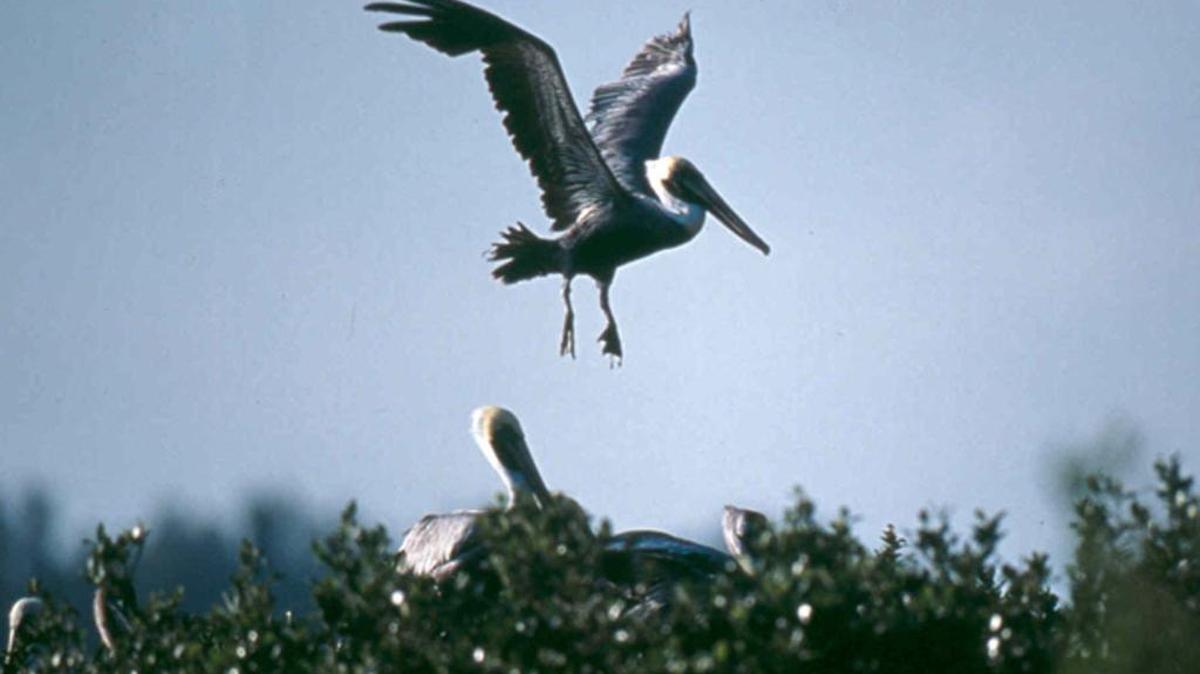 Pelicans rest on Pelican Island, Fla., the first reservation in the National Wildlife Refuge System.
