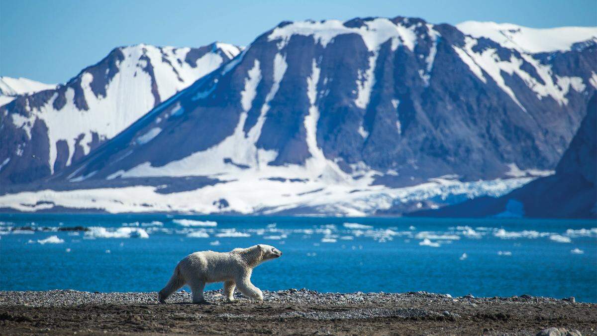 Atlas polar bear