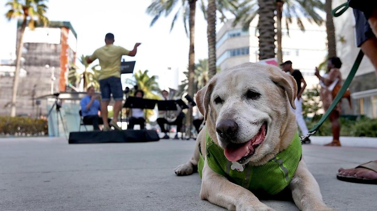 George, a labrador-retriever mix, relaxes as musicians from the New World Symphony hold a concert on Lincoln Road on Dec. 12. “Our cultural shift back to art, music, and other humanities is a driving force in our desire to gather.”