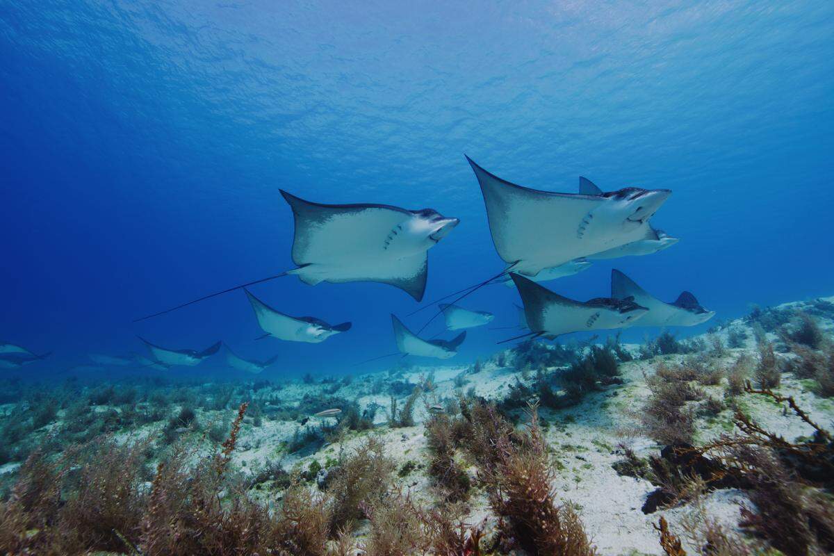 Rays