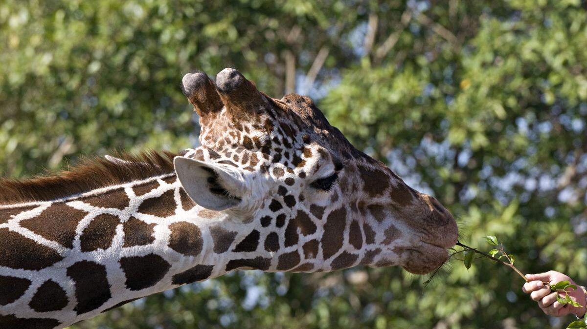 zoo miami