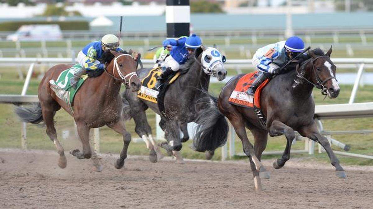 
itsakonckout, which was awarded the Fountain of Youth Stakes victory by track stewards on Saturday, can be seen on the far left.
