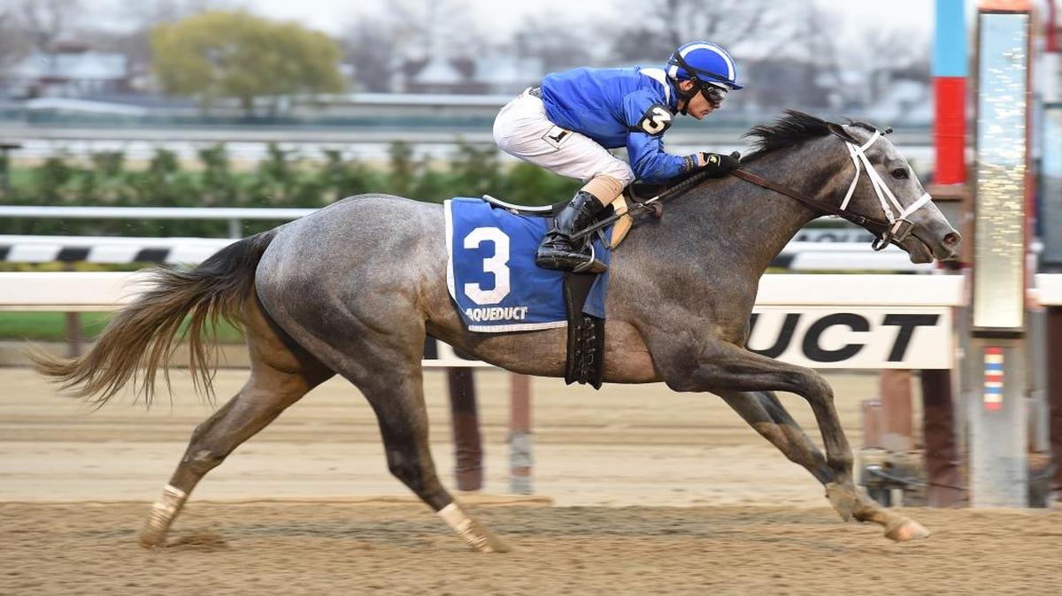 In this Nov. 28, 2015, file photo provided by the New York Racing Association, Mohaymen, with jockey Junior Alvarado aboard, wins the Remsen Stakes horse race at Aqueduct Racetrack in New York.