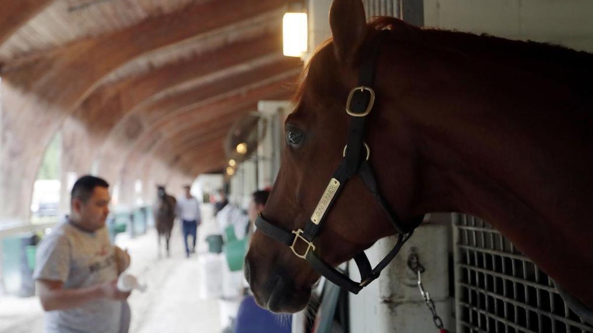 Gun Runner looks out from his stall at Gulfstream Park on Tuesday in Hallandale Beach. Gun Runner will compete in the Pegasus World Cup horse race at Gulfstream Park on Saturday.