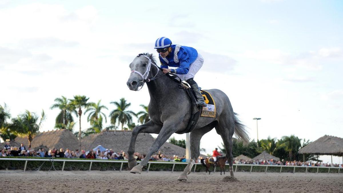 Junior Alvarado guides Mohaymen to a convincing victory in the $400,000 Fountain of Youth Stakes. Mohaymen is the nation’s top-ranked contender for the Kentucky Derby.