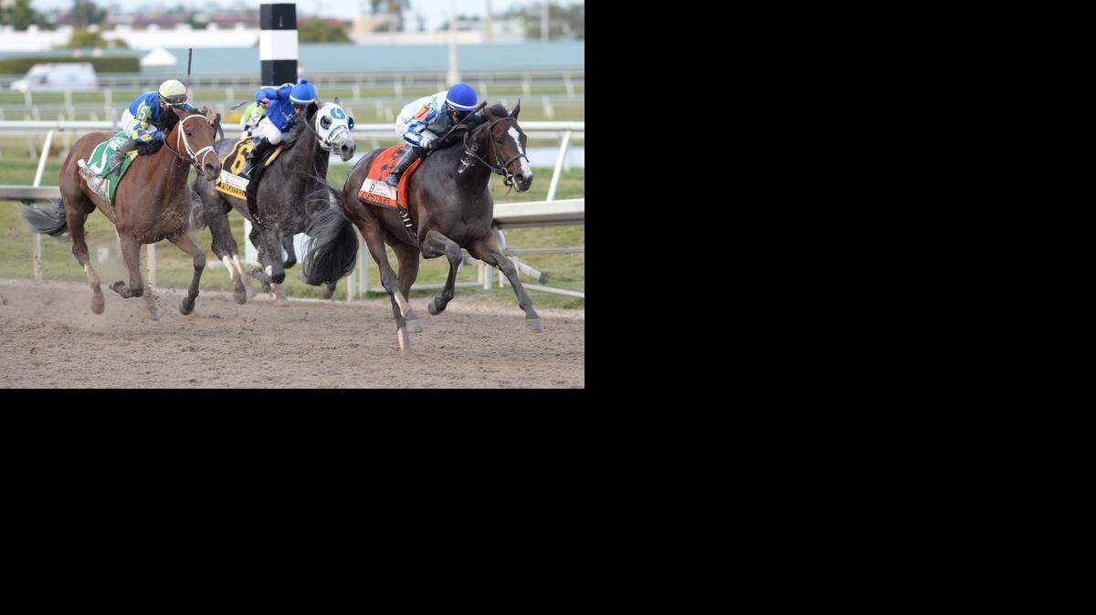 
Upstart, right, beat Itsaknockout, far left, in the Fountain of Youth but was disqualified to second for impending the progress of Itsaknockout.


