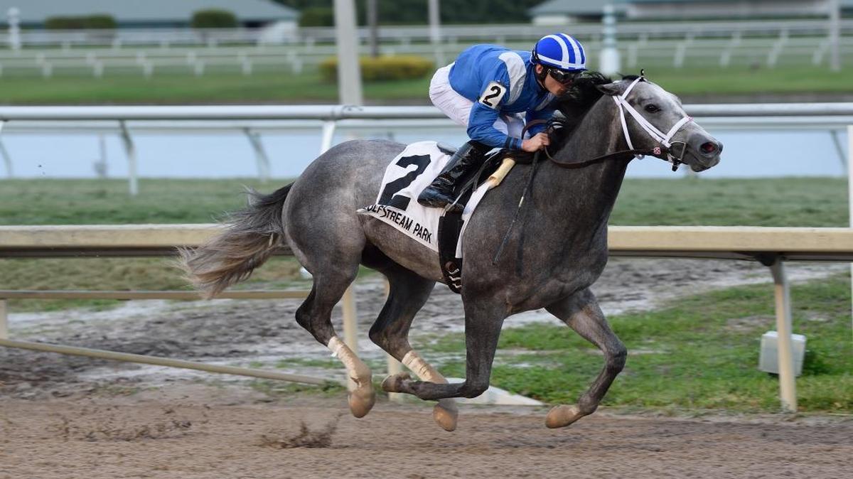 Mohaymen, a gray 3-year-old with jockey Junior Alvarado aboard, dominates en route to a victory in the $350,000 Holy Bull Stakes at Gulfstream Park on Saturday.