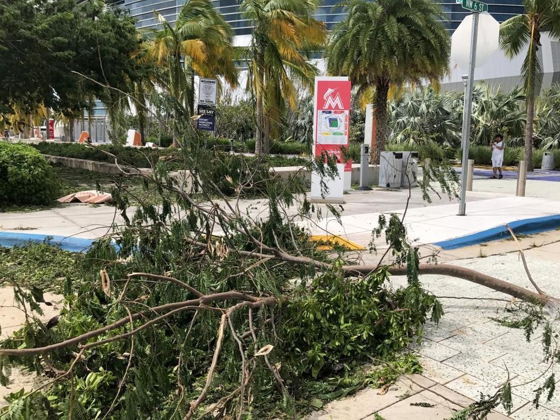 Trees are down on the east side of Marlins Park in Miami following Hurricane Irma on Monday, Sept. 11, 2017.