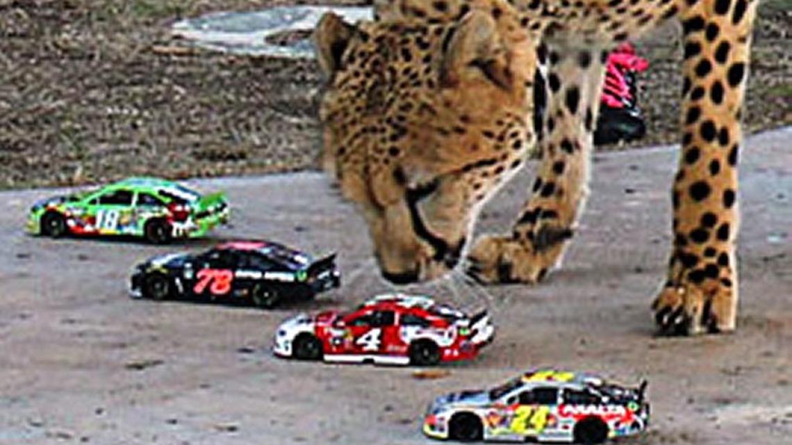 Koda the cheetah sniffs out the winner of the Sprint Cup title and it’s ... defending champion Kevin Harvick.
