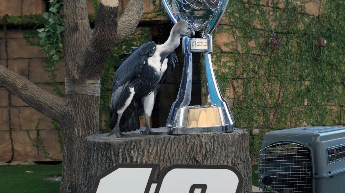Peanut, the Indian white-rumped vulture poses next to the Monster Energy NASCAR Cup Series trophy at Zoo Miami on Tues., Nov. 14, 2017. Peanut, the Indian white-rumped vulture picked #18 Kyle Busch to win the title on Sunday at the Homestead Miami Speedway.