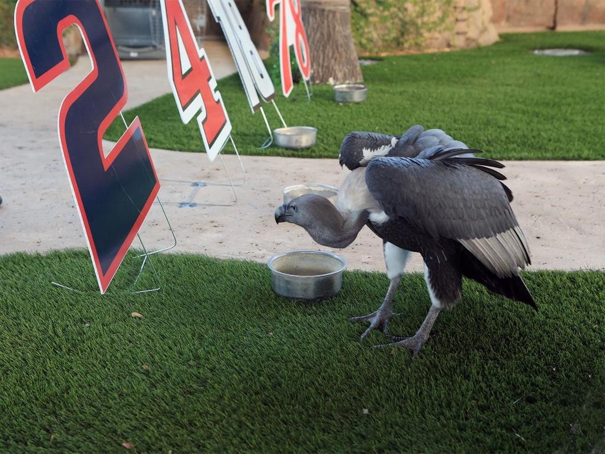 Peanut, the Indian white-rumped vulture picked #18 Kyle Busch to win the title on Sunday at the Homestead Miami Speedway at Zoo Miami on Tues., Nov. 14, 2017.