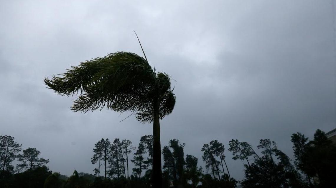 A palm tree blows in the wind as Hurricane Irma hits in Fort Myers Sunday.