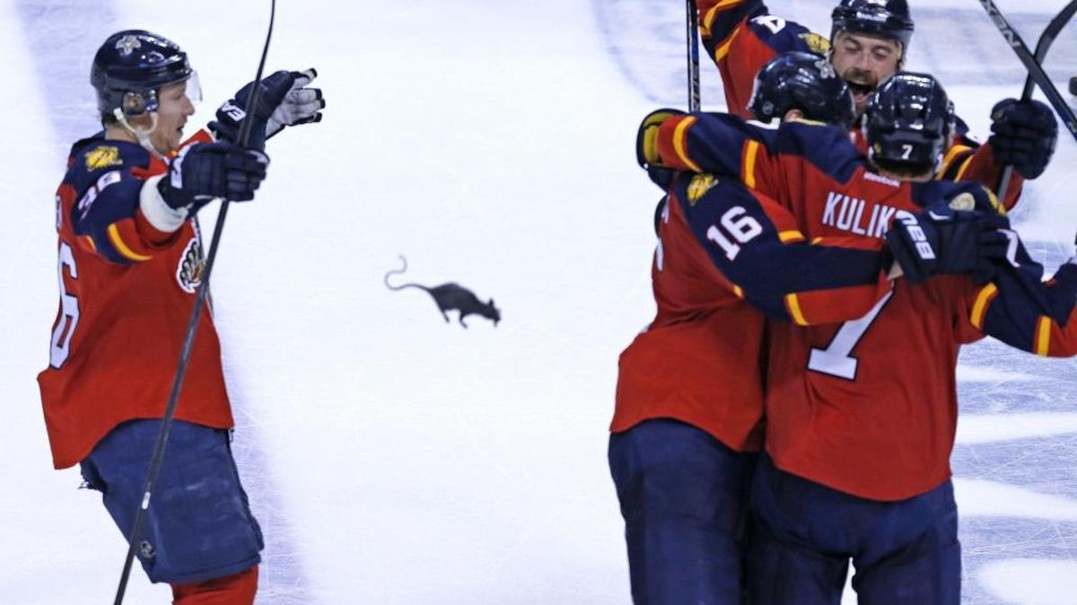 A rat flies onto the ice as the Florida Panthers celebrate their third goal by Dmitry Kulikov 7, in the third period as they defeat the New York Islanders in Game 2 of the first round of the 2016 NHL Stanley Cup Playoffs at the BB&T Center in Sunrise, Florida, Fri., April 15, 2016.