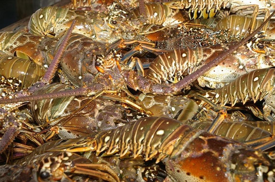 A close-up look at a catch.