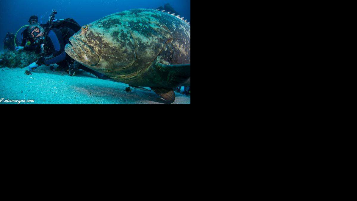 
A group of divers observe a large Goliath grouper off Jupiter.
