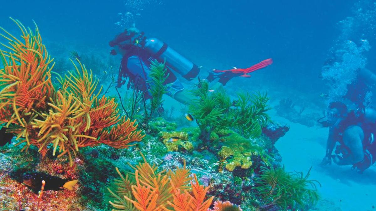 
Divers check out the sea life while cruising Alligator Reef during a recent diving excursion.

